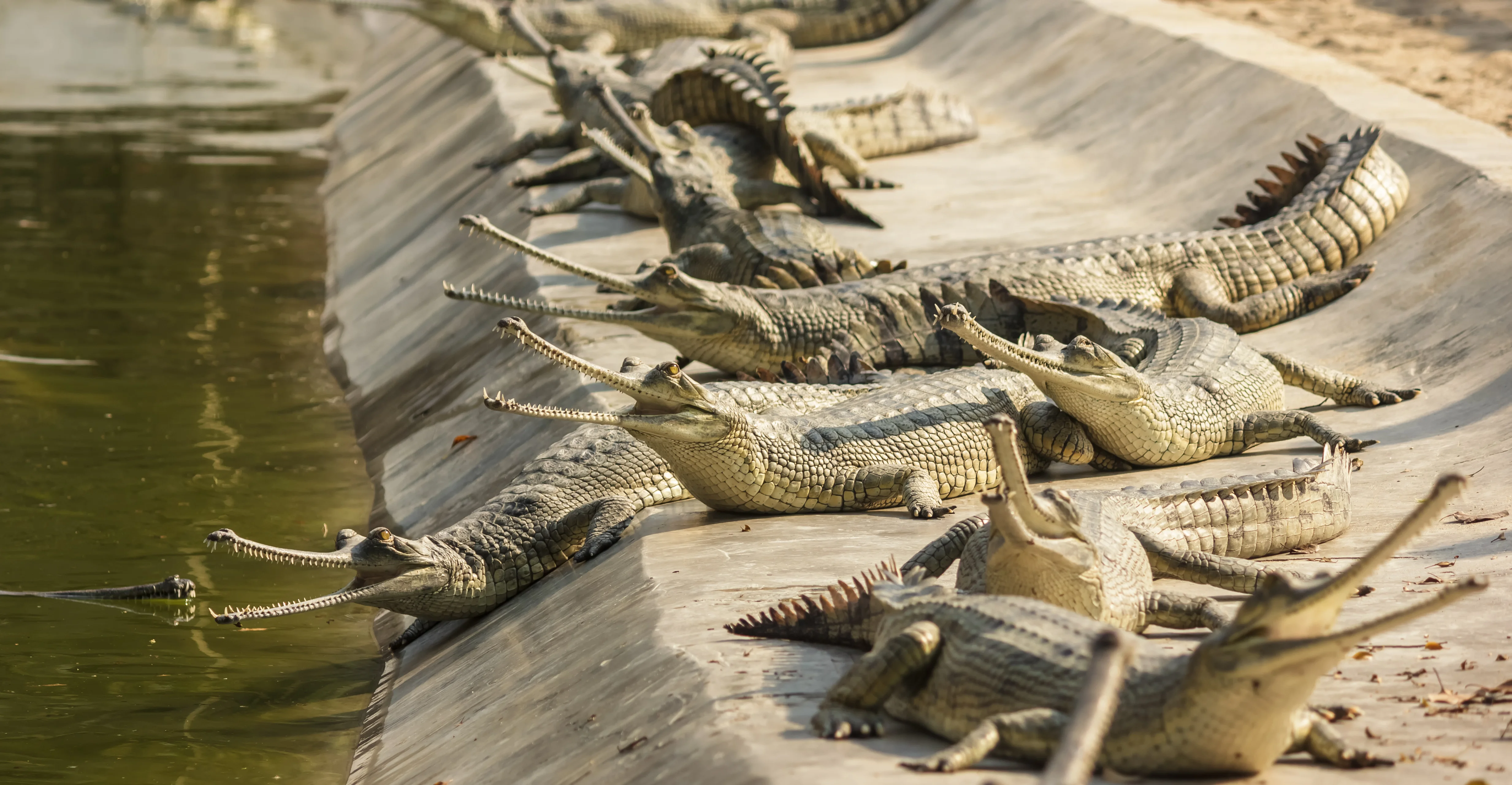 Baby Gharials at Riberbank